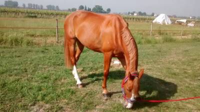 Vendo cavalla s.i. 15anni