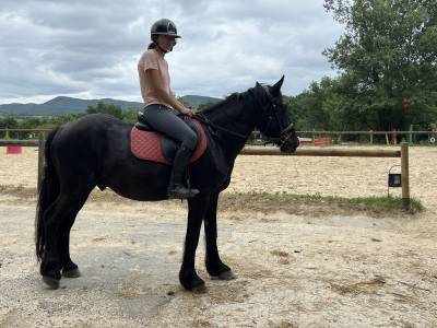 Caballo castrado mérens en venta 2022 negro por pegazz des gesquis