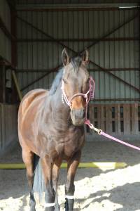 Cheval de loisir