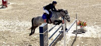 Gelding origin recorded for sale 2017 grey