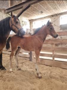 Pouliche 2026 pp Welsh B