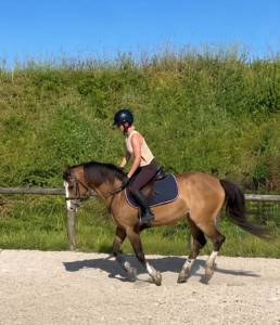 Merrie franse rijpony pfs te koop 2022 bruinroan , greatstar dembets tilia