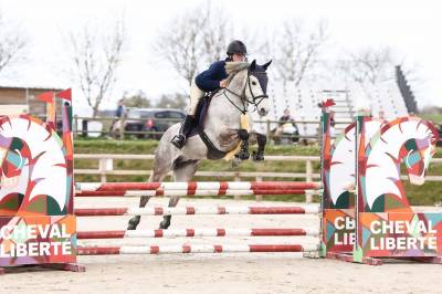 Hongre connemara, 5 ans, 153