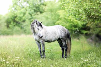 étalon lusitanien - 10 ans - à vendre