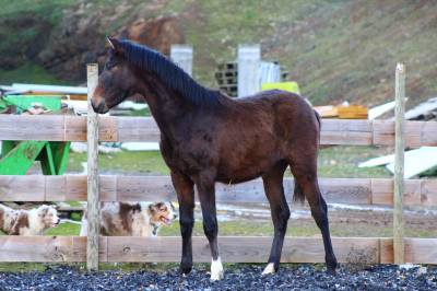 Poulain pure race espagnol pp