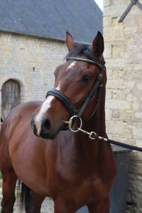 Mare Selle Fran&ccedil;ais For sale 2023 Bay
