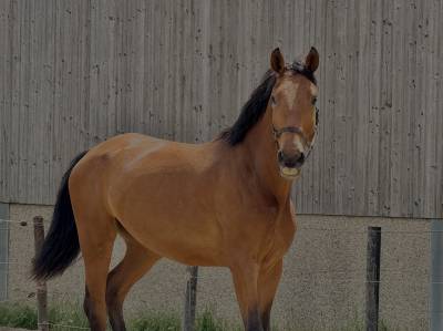 Jeune cheval d’avenir , polyvalent et bien dans sa tête
