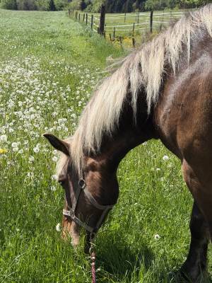 Jim-love - cheval à vendre 