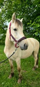 Jasper - poney à vendre 