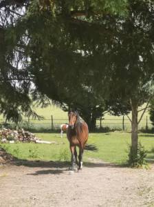 Maison pour chevaux - Quiers sur bezondes