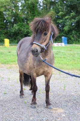 Merrie ras onbekend te koop 2017 isabel