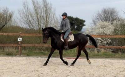 Jument trotteuse à vendre
