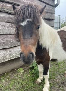 Shetland male 2 ans