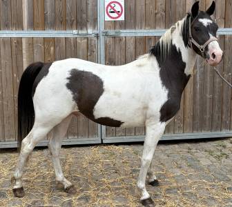Poney pie 3 ans