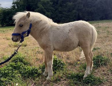 Mini shetland Etalon 