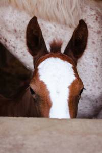 Caballo entero welsh part bred en venta 2026 alazán