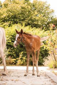 Hengst welsh partbred te koop 2026 vos