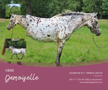 Demoiselle - ponette d