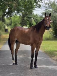 Cheval de loisirs
