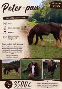 Poulain étalon irish cob 
