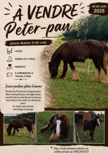 Poulain étalon irish cob 