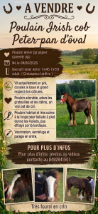 Poulain étalon irish cob 