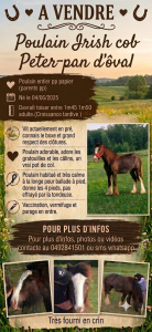 Poulain étalon irish cob 