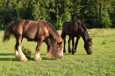 Poulain étalon irish cob 