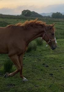 6yo unbroken chestnut mare