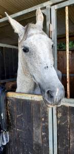 Cavallo grigio