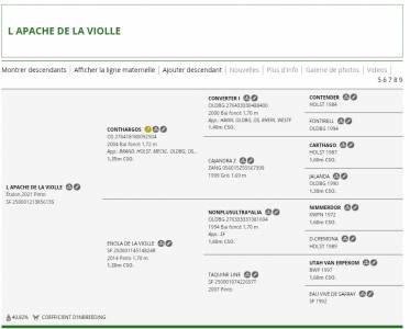 Poulain 2026 top origines 