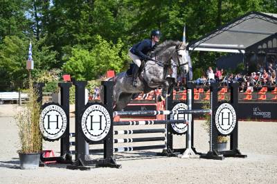 Gelding selle français for sale 2018 grey