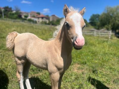 Colt Welsh Pony (Section A) For sale 2026 Grey