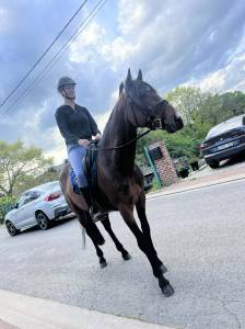 Hongre 4ans à vendre 