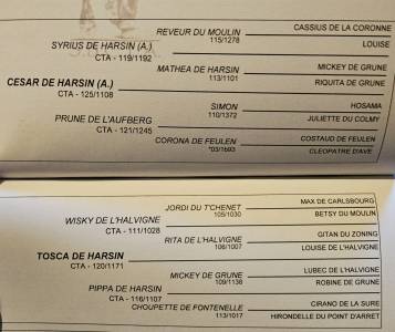 A vendre poulain trait ardennais 1 an 