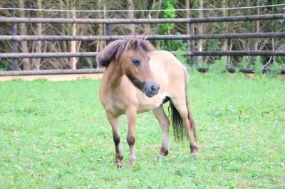 Merrie ras onbekend te koop 2013 isabel