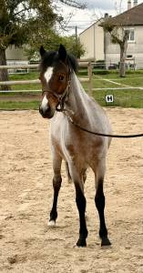 Poulain 1 an 