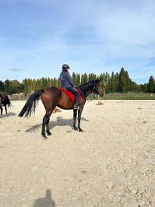 Superbe anglo-arabe bai de 6 ans