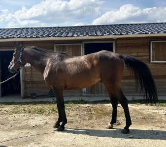 Gelding anglo-arabian for sale 2020 dark bay
