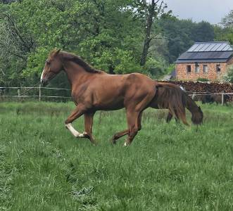 Superbe poulain bwp
