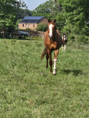 Superbe poulain bwp