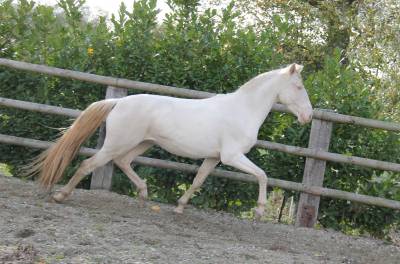 Lusitanien , lusitano a vendre 5 ans