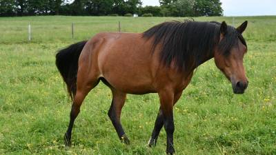 Jument croisée cob normande arabe de 3 ans