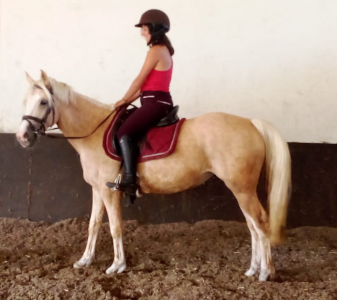 Merrie Welsh Partbred Te koop 2022 Palomino , KEIZERSKROON EDISON (NLD)