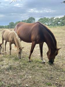 Merrie Franse rijpony PFS Te koop 2022 Vos ,  Primus de l&rsquo;aube