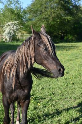 Hongre croisé rocky mountain x arabe noisilver de 2 ans