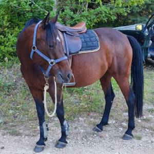 Merrie andere pony rassen te koop 2020 bruin / bai