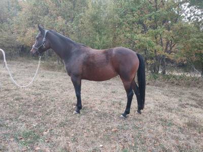 Mare other pony breed for sale 2020 dark bay