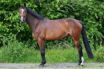 Essentielle vh gouden bit 
