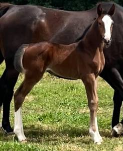 Filly selle français for sale 2026 bay